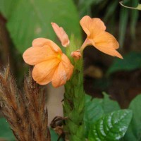 Crossandra infundibuliformis subsp. infundibuliformis (L.) Nees